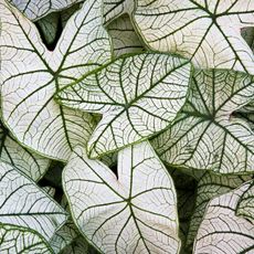 caladium candidum plant with large bright silver white leaves