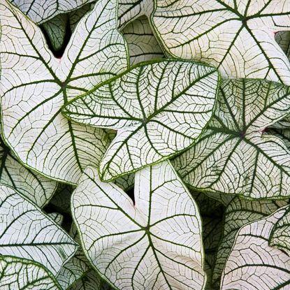caladium candidum plant with large bright silver white leaves