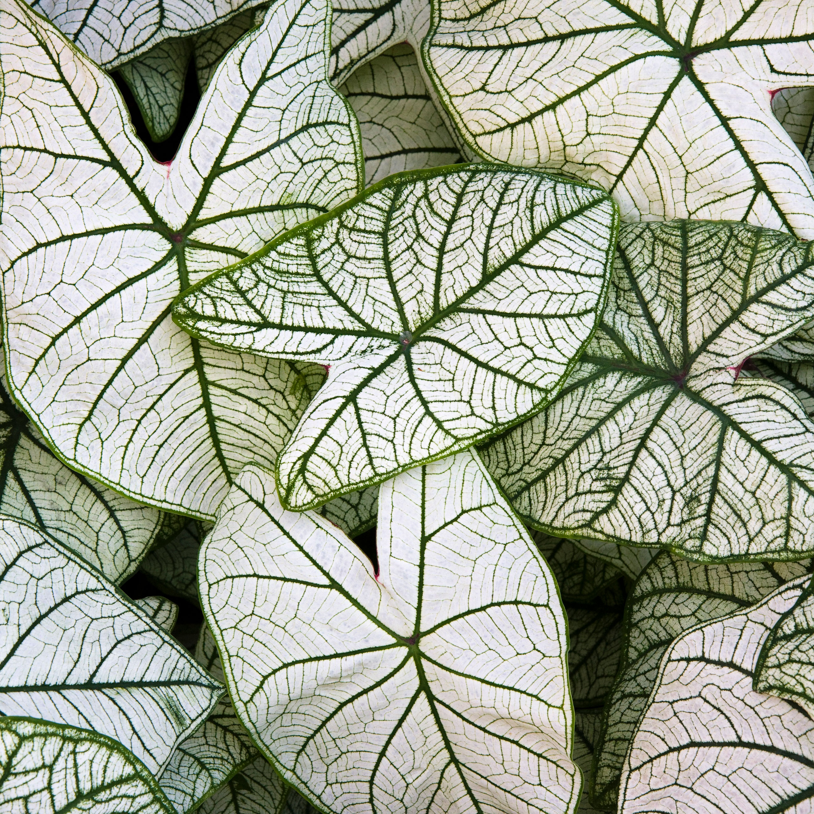 caladium candidum plant with large bright silver white leaves