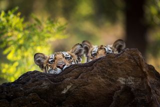 India's Bandhavgarh Tiger Reserve