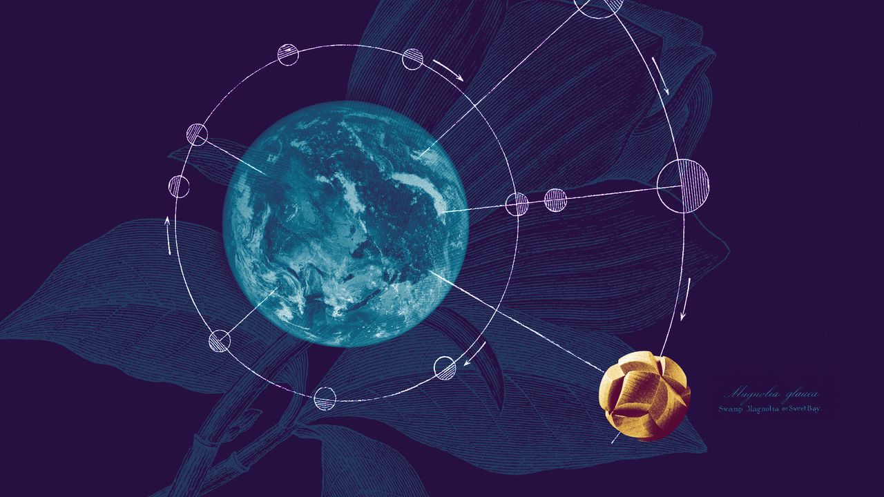 Photo collage of the Earth on a dark purple background,with a vintage orbit diagram superimposed on top of it. A wooden ball orbits the planet. There is a faintly visible botanical illustration of a magnolia plant in the background.