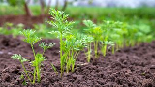 Carrot seedlings growing outside