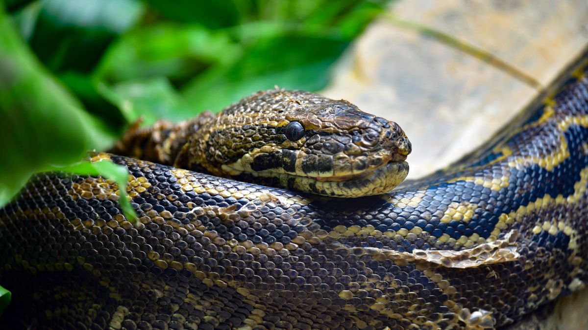 The biggest snake in the world | Live Science