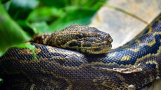 A central African rock python curled up resting its head on its body
