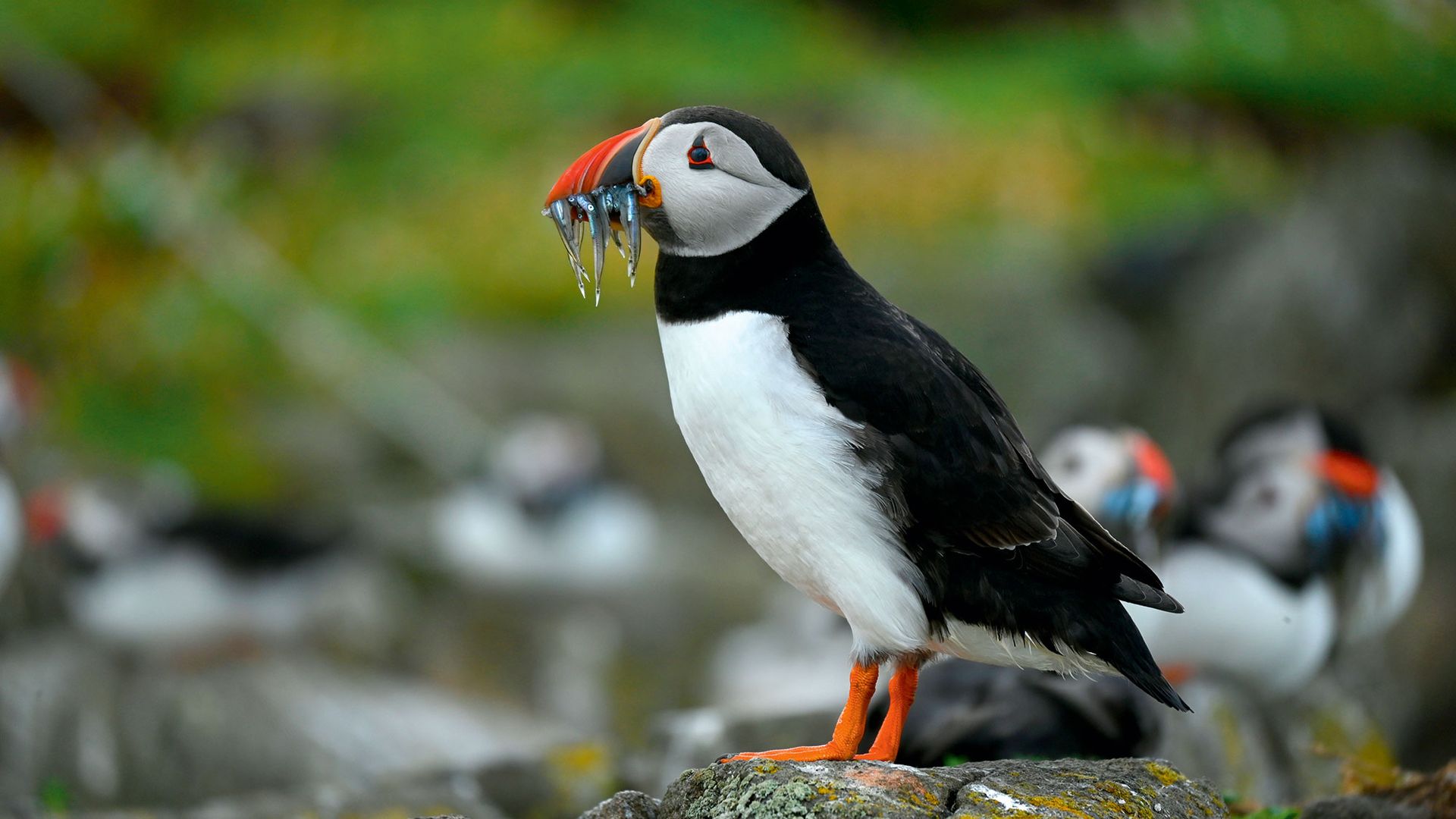 Puffin with fish in its mouth