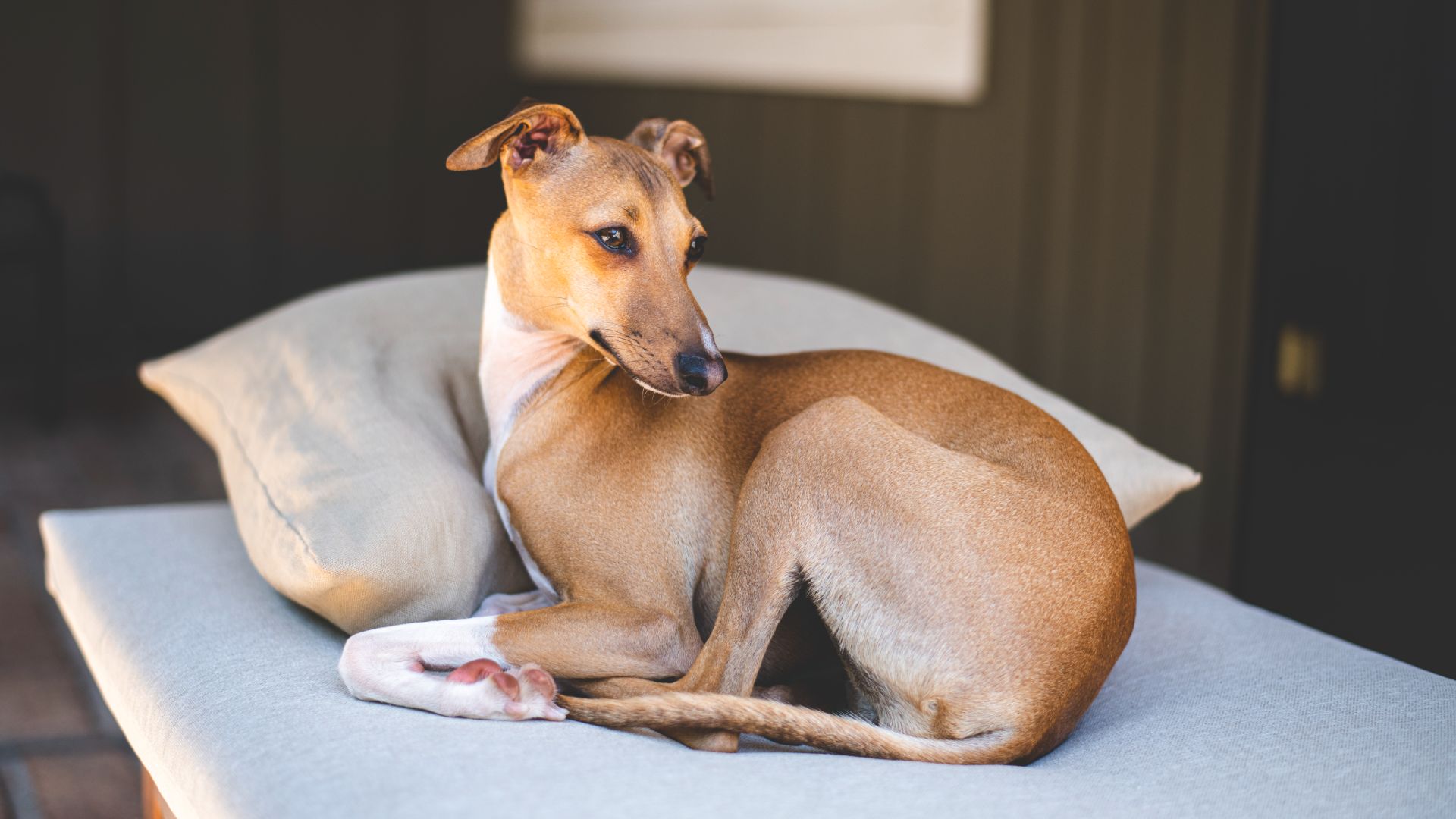 Italian Greyhound