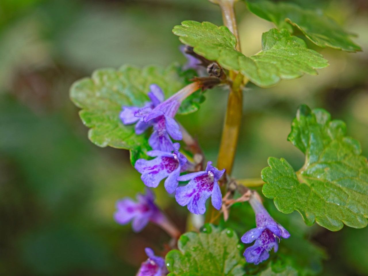 Purple creeping charlie flowers