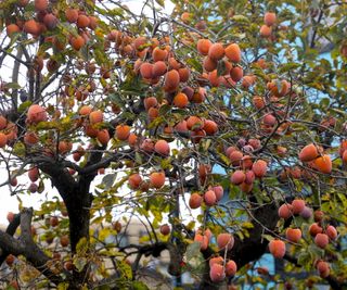 Persimmon tree