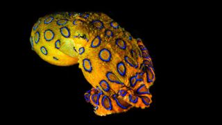 Blue Ringed Octopus