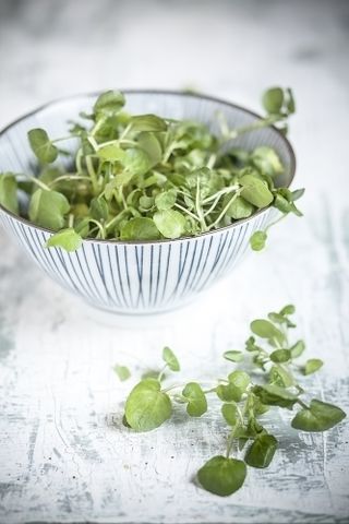 How to grow watercress harvested leaves in colander