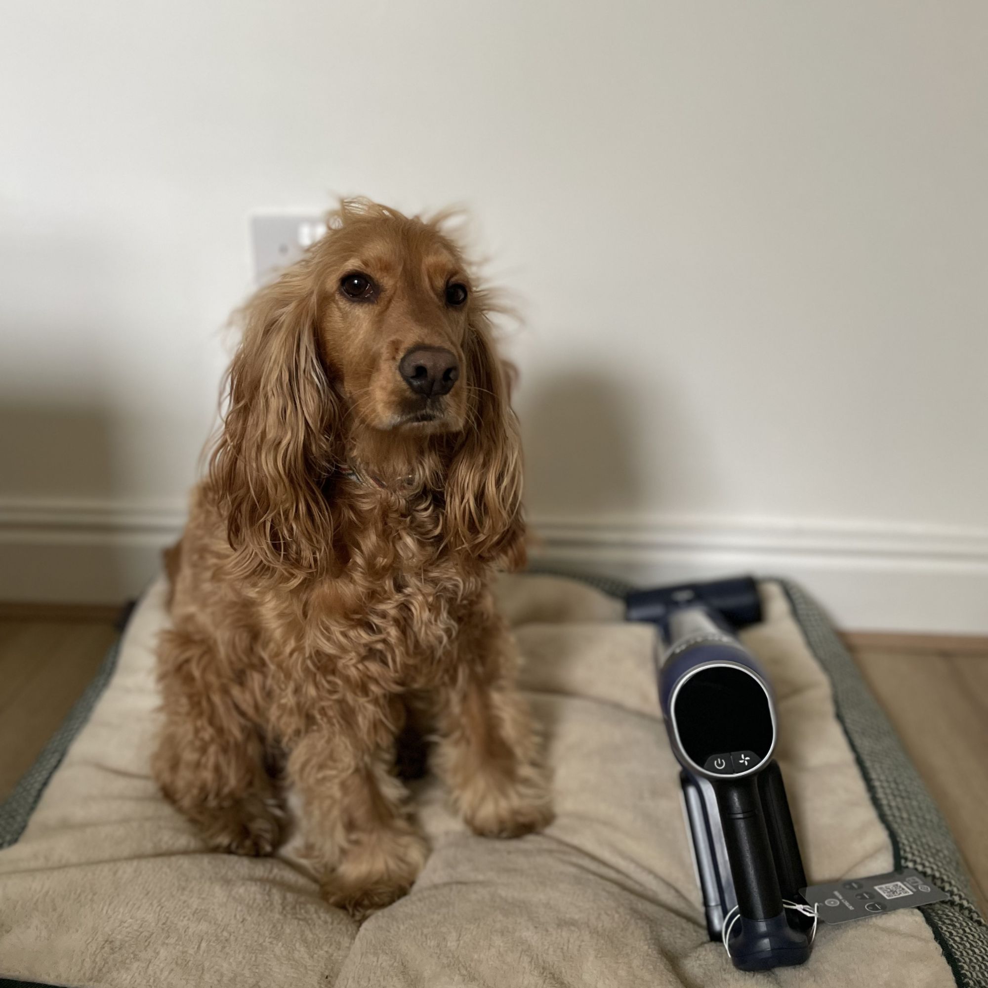 Shark PowerDetect Speed Clean handheld laying on a white dog's bed, with a golden cocker spaniel sitting next to it