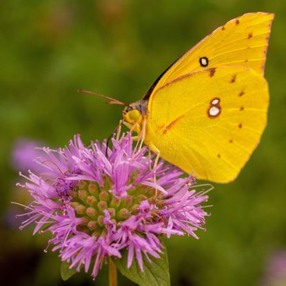 Californian dogface butterfly female on purple thistle flower head