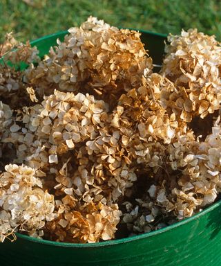 dead hydrangea flowers in a bucket