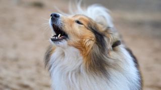 Shetland Sheepdog