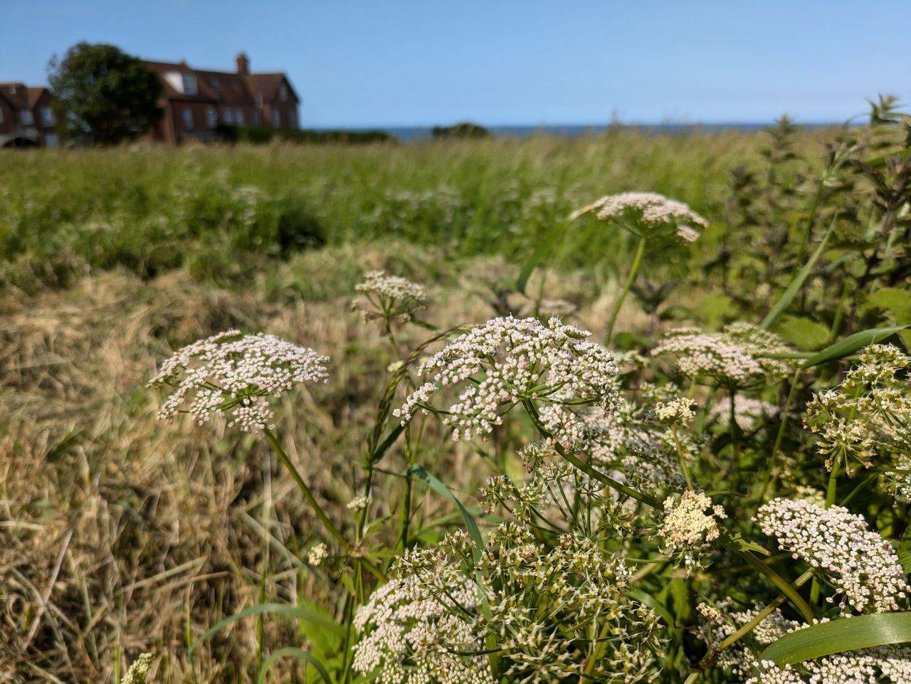 A photo taken on the Google Pixel 8a