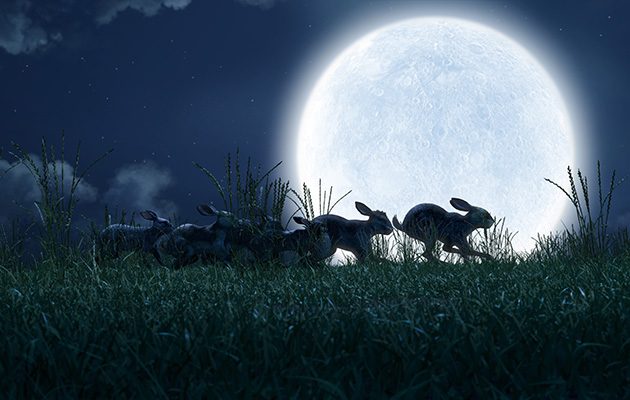Watership Down