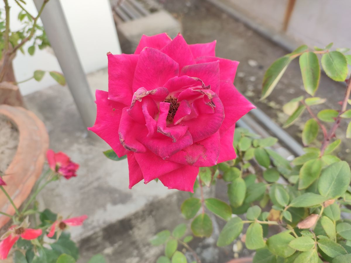 RedMagic 7 phone camera sample