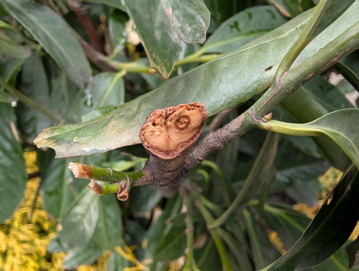 Google Pixel 9 Pro XL macro sample.