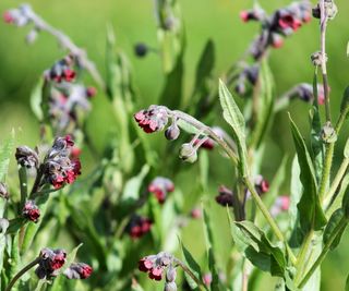 Chinese forget-me-nots in bloom