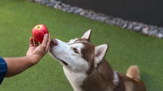 Dog with an apple