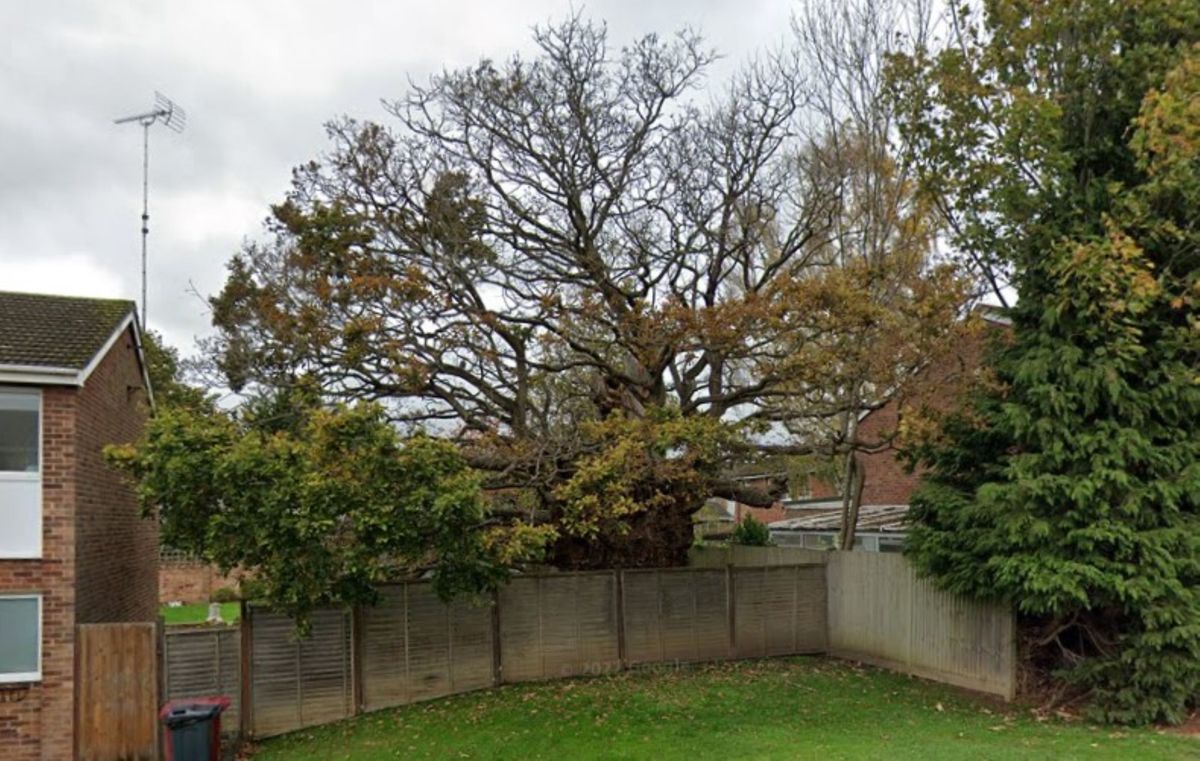 The old tree shows few leaves and a dying state which is surrounded by other houses and a wooden garden gate in front