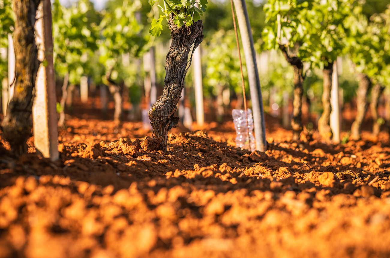 Close up of the trunk of a vine coming out of red clay ground