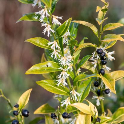 Sarcococca confusa (sweet box or Christmas box) growing in garden