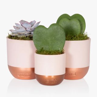 Love heart succulent set 