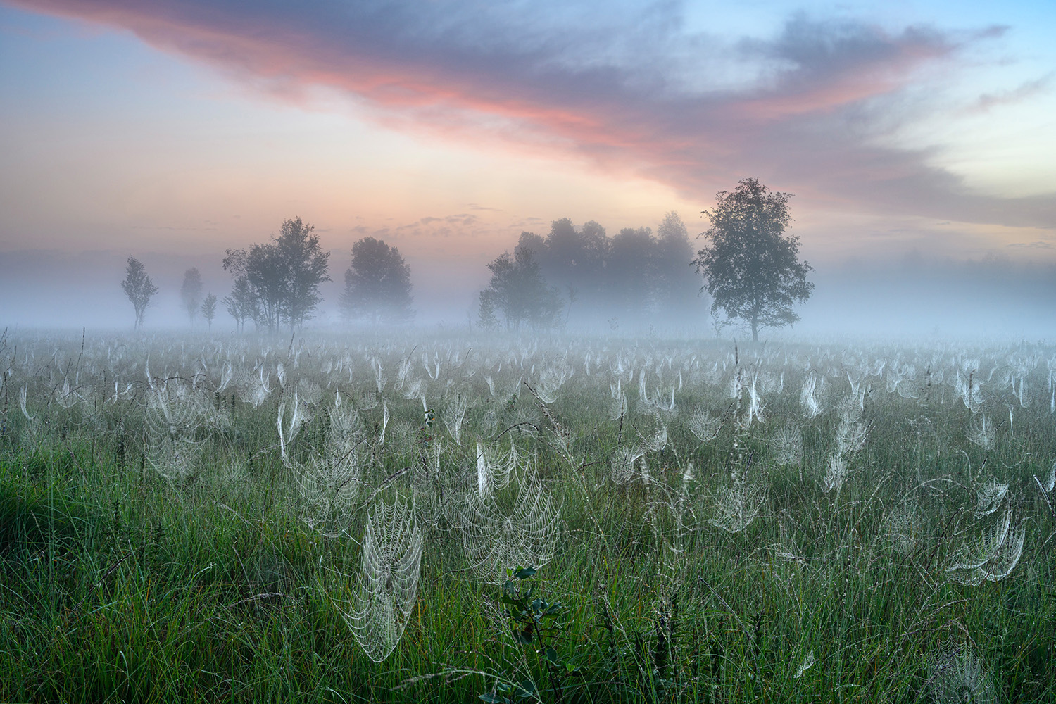 A winning image from the GDT Nature Photographer of the Year