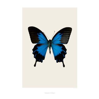 butterfly print on framed