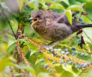 mahonia berries being eaten by baby blackbird