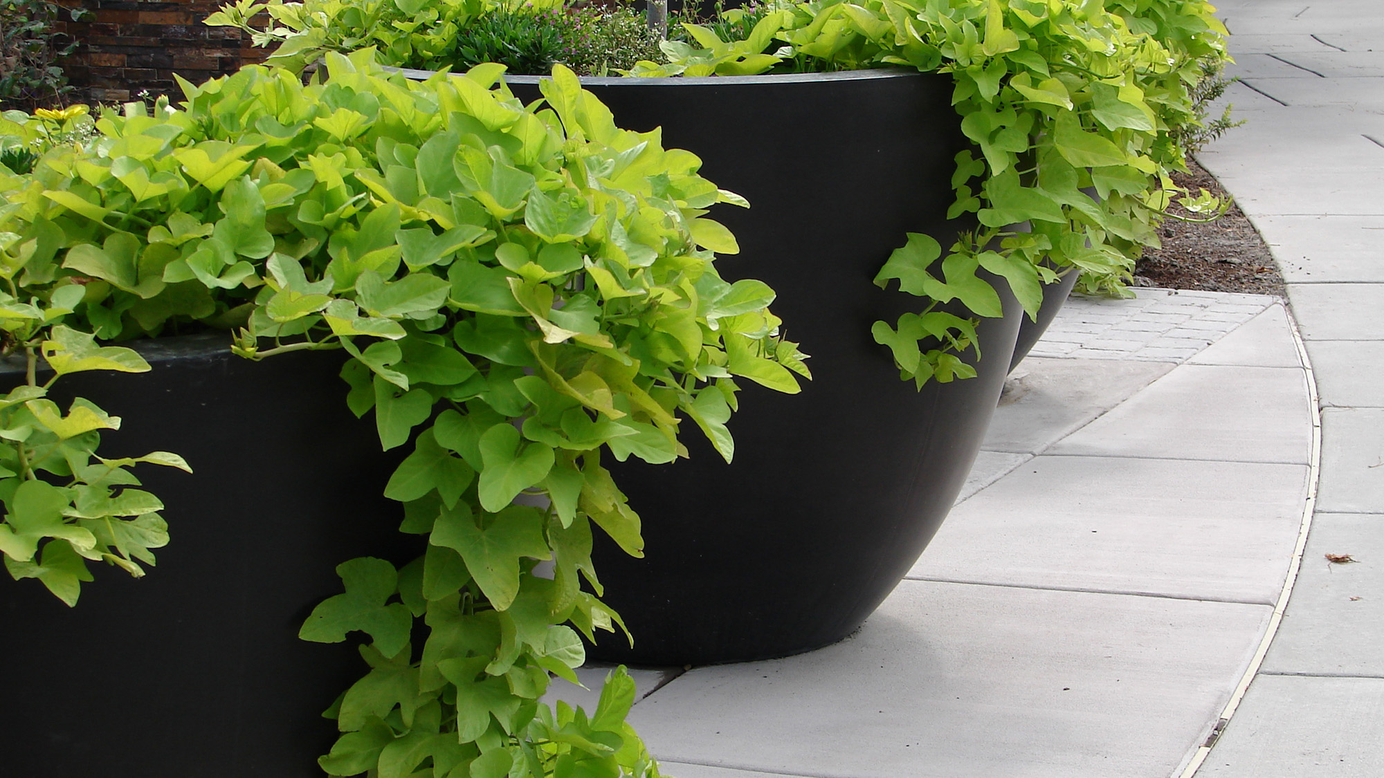 Sweet potato vine