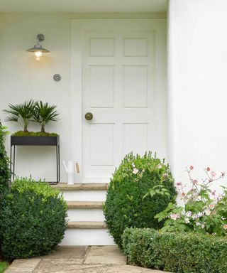 boxwood plants in front porch
