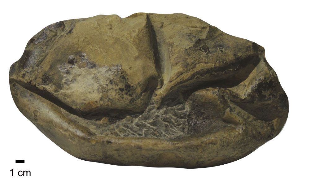 The fossil egg is the largest known soft-shelled egg in the world.