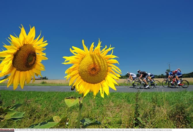 The sunflowers are in fill bloom