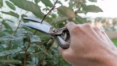 Pruning stems with pruning shears