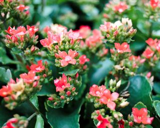 Kalanchoe houseplant