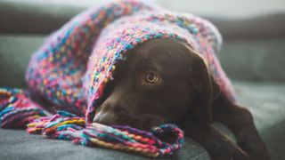 Chocolate Labrador