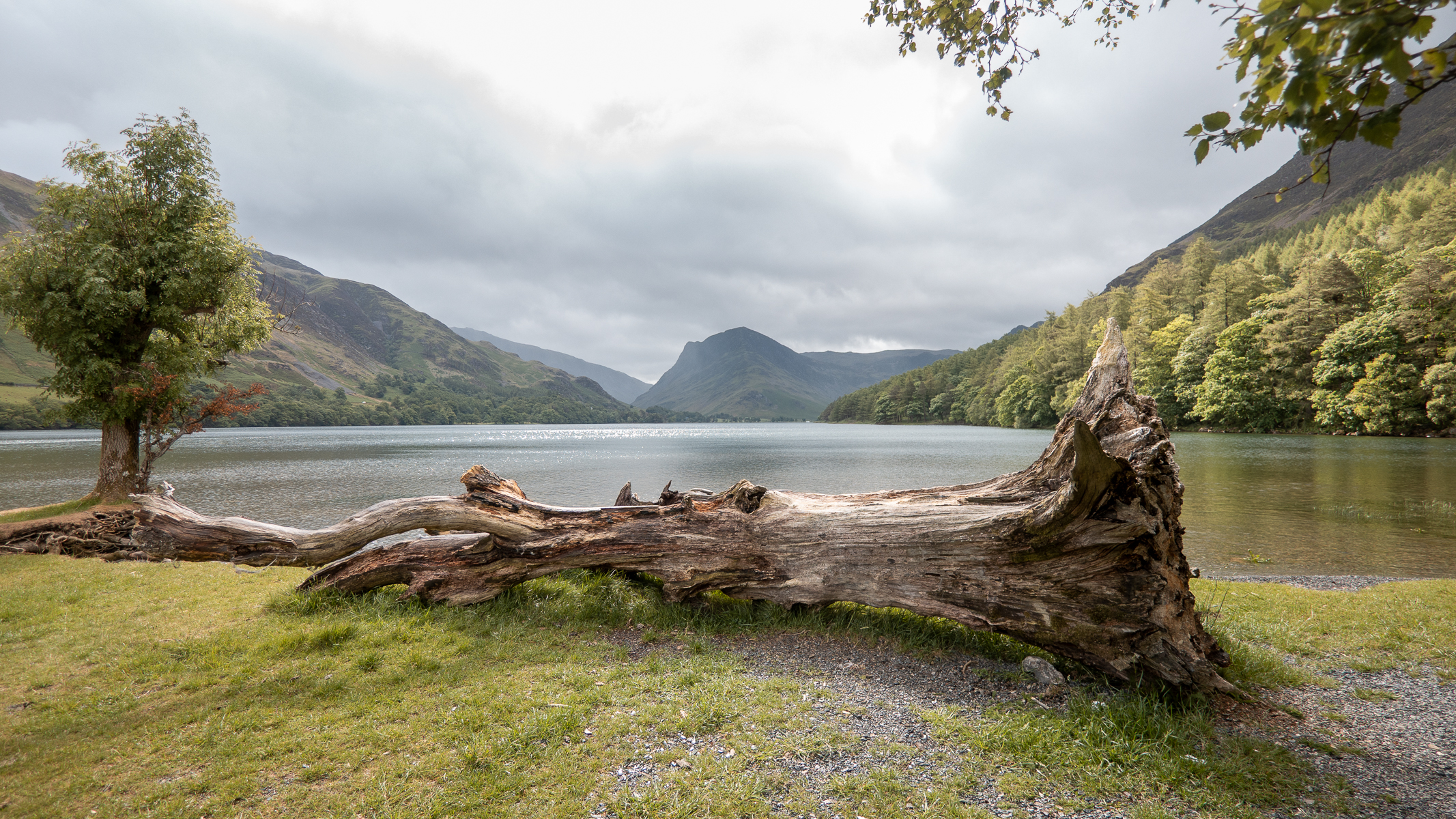 fallen tree next to a lake