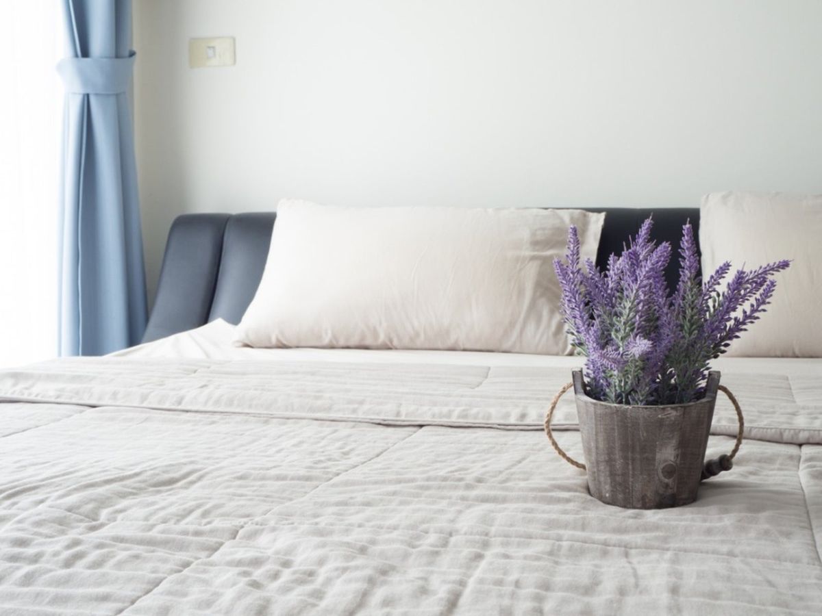 Growing Aromatic Houseplants - Indoor Plants That Smell Good