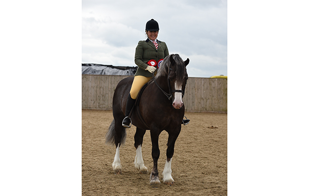 Penstrumbly Stone Roses Lisa Barsoum Horse No 78; Champion M&amp;amp;M Ridden Large Breed and1st in the M&amp;amp;M Welsh Sec D (Class 51) during The Showing Register Spring Show at Onley EC near Rugby in Warwickshire, UK on 2nd May 2016