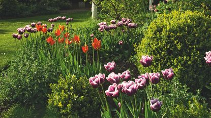 Purple and red tulips growing between shrubs in garden border