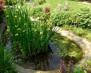 concrete wildlife pond with yellow iris