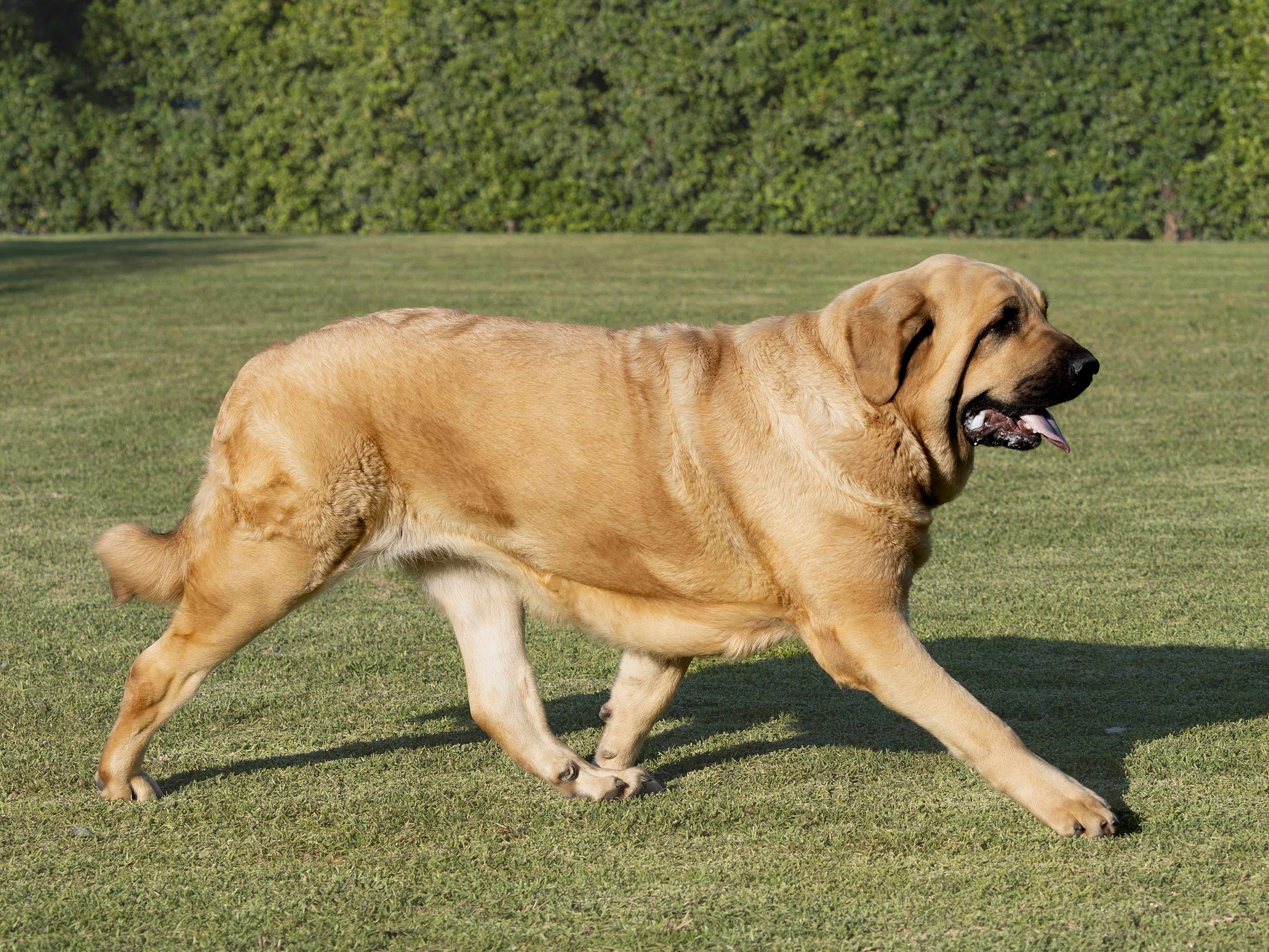 Spanish Mastiff trotting across field
