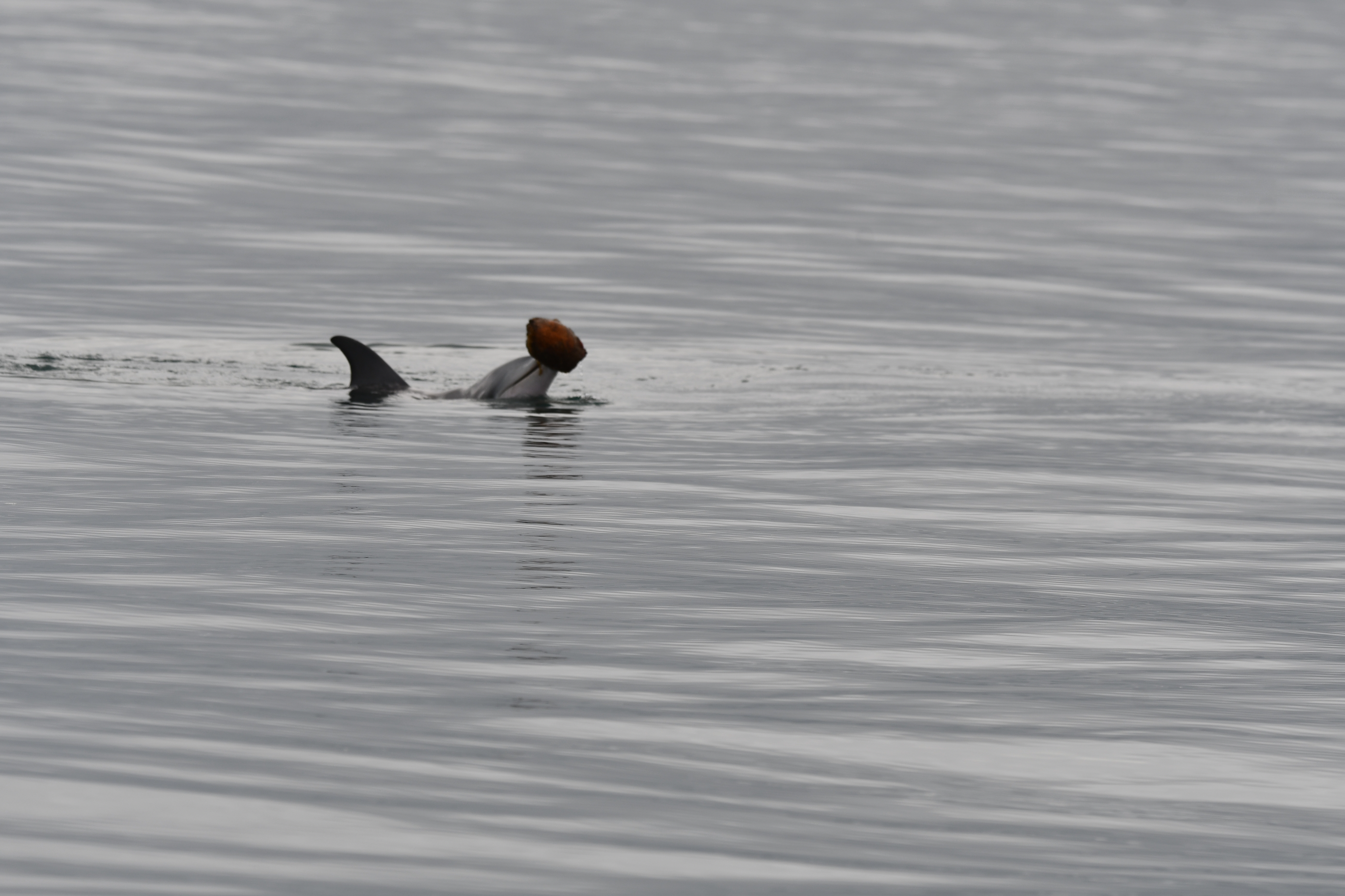 Dolphin engaged in shelling behavior