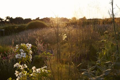 heatwave: garden with plants at sunset
