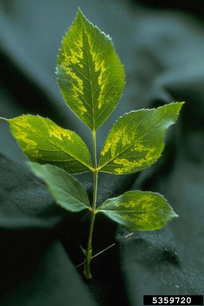 Rose Plant Leaves With Rose Mosaic Disease