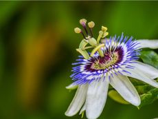 Close Up Of A Passion Flower Vine