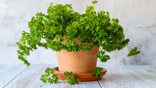 Parsley grown in a pot