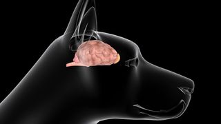 A cutaway illustration of a dog brain size
